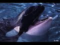 Orcas
