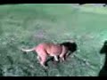 Pit Bull Goes Hunting