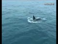 Avistamiento orcas en el Banco de Galicia