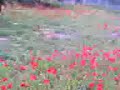 CAMPESTRE I