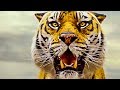 Life of Pi - Official Trailer (HD) - YouTube
