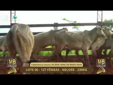 529� LEIL�O VIRTUAL DE CORTE