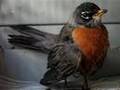 HELP! I'm caring for an Injured Robin