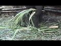 NewBorn Eliphant Kumily Kerala