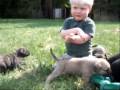 Presa Canario Pupies Welpen Dogo Canario Protection Working Line