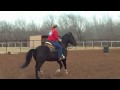 Mac - 10 year old gelding