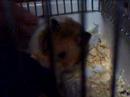 Hamster desconfiado