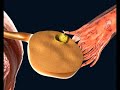 RUDmedical - IVF - Embryo Development & Implantation