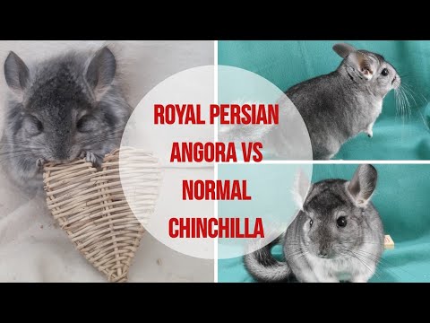 What is the difference between Royal Persian angoras and normal chinchillas?