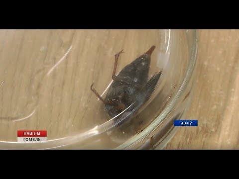 Сельские школьники стали чаще побеждать на региональном этапе республиканской олимпиады видео