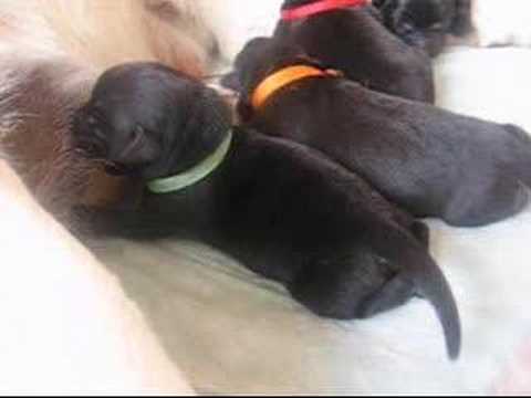 Our labrador puppies (3 days old)
