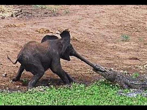 20 دقيقه من اقوى مغامرات الحيوانات المفترسه 20 minutes of the most powerful predators Adventures