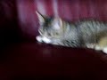 кошка зажигает))) (смотреть до конца)