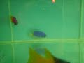 uma pequena amostra do meu aquario papagaios bala shark bandeiras e pangassius 