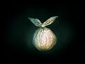 Erizo en la Niebla // Ёжик в тумане // Hedgehog in the fogEs un corto animado, dirigido por  Yuriy Norshteyn, escrito por  Sergei Grigoryevich Kozlov y producido por el estudio Soyuzmultfilm, en la Ex-Unión Soviética el año 1975.La traducción y los subtítulos están hechos por mí ((( hipnotrón ))) si por ahí hay alguien que sepa ruso y encuentra alguna pifia, estaría muy agradecido si me lo dijera, traduje y adapté los subtítulos en inglés... y me quedó la sensación de que pude haber cometido errores.*SAMOVAR: es una especie de tetera, usada en rusia,con tres secciones: una que calienta el té en la parte superior; otra abajo donde se ponen brasas que mantienen en constante hervor la parte intermedia donde se pone agua,entre el té y las brasas.http://hipnotron.blogspot.comhttp://hipnotron.blogspot.com/2008/06/erizo-en-la-niebla-yuriy-norshteyn.html