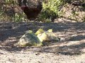 Please Help this Chicken Vid 2 of 3