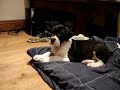 Bean and Minnie - Dont Come Near My Hippo!! Bean and Minnie - Dont Come Near My Hippo!!