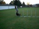 agilitytraining agilitytraining
