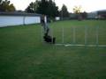 agilitytraining
