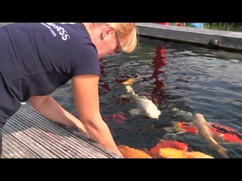 koi - Beautiful Quality Koi Pond View.