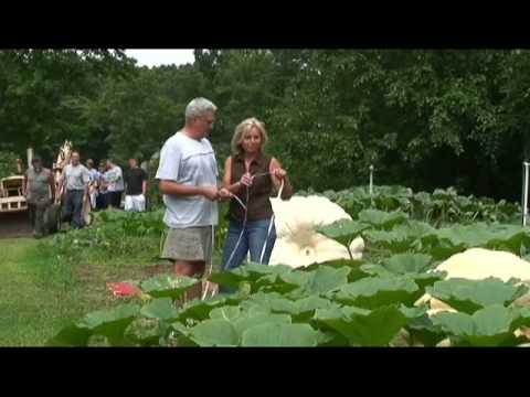 how to fertilize giant pumpkins