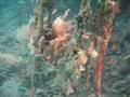 Freediving the Mangroves of St. John, USVI