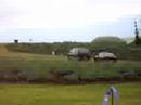 Lavender Farm