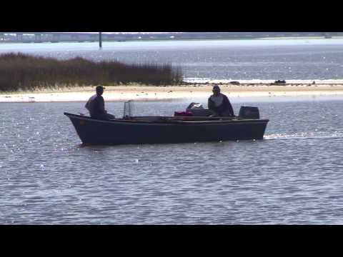 how to harvest oysters florida