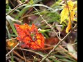 Bessenyei Ferenc - B�cs�zik a ny�r