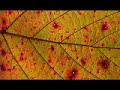 Bessenyei Ferenc - Búcsúzik a nyár