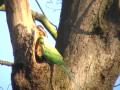 Gorgeous green parakeet nesting near the Thames