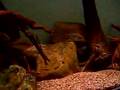Aquarium 3