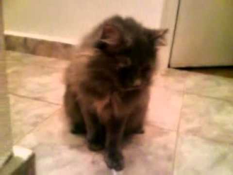 Nebelung cat playing