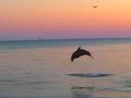 DOLPHINS JUMP AT SUNSET DOLPHINS JUMP AT SUNSET