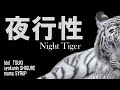 「7月9日」「闇の中でも自由自在」Night Tigerライブ配信