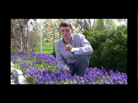 how to replant hyacinth bulbs