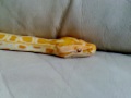 albino burmese python