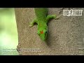 Exo Terra - Madagascar: Phelsuma grandis