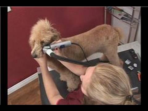 Poodle Dog Grooming : Poodle Dog Grooming: Face Shaving