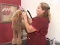 Poodle Dog Grooming : Poodle Dog Grooming: Face Shaving
