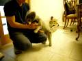 Tino and Poochie 2