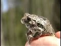 michigans-water-wildlife-.html
