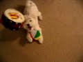 Maltipoo puppy Maltipoo puppy