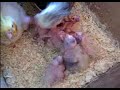 8 snaveltjes te voeren!!!