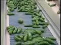 www.producmec.com Linea de seleccion y empaque de chile jalapeño de la exportadora de legumbres, verduras y hortalizas frescas de San Salvador huixcolotla PueblaPRODUCMEC