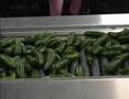 Seleccion y Empaque de Chile Jalapeño Exportadora PRODUCMEC