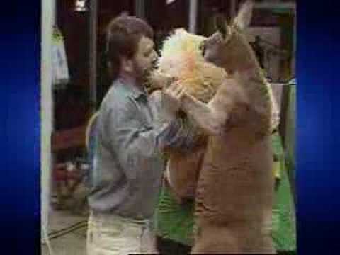 Marty Monster V Kangaroo