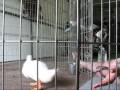 Pawsitive Vybe Clicker Duck