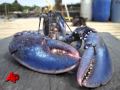 Yellow Lobster 1 in 30 Million