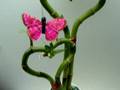 Beautiful Garden HousePlant Gifts from ChicagoHousePlan